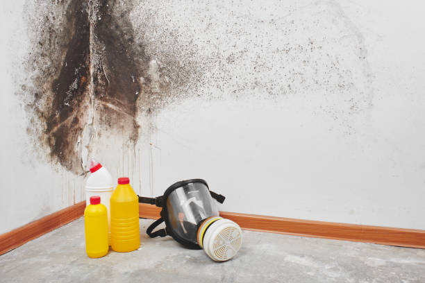 Best Mold Remediation  in Collinsville, VA