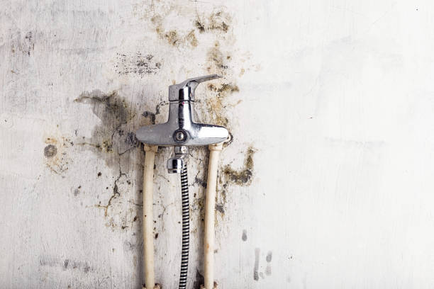 Best Mold Inspection  in Collinsville, VA