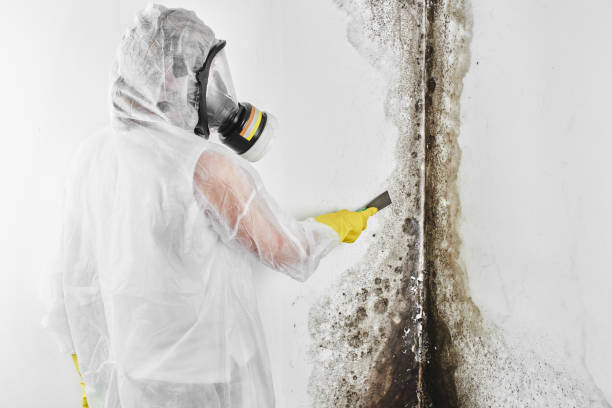Best Mold Testing  in Collinsville, VA