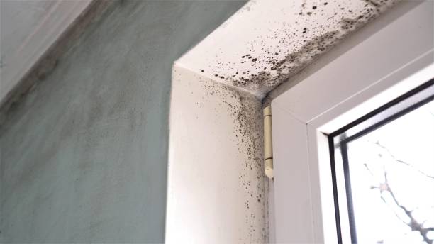 Best Mold Removal Near Me  in Collinsville, VA