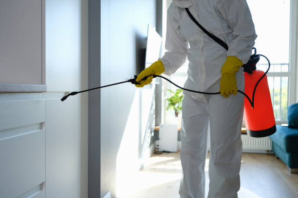 Best Fast Mold Removal  in Collinsville, VA