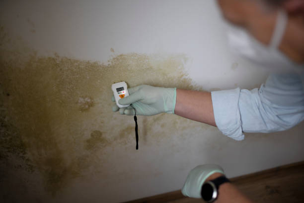Best Home Mold Removal  in Collinsville, VA
