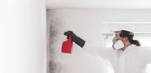 Best Professional Mold Removal  in Collinsville, VA
