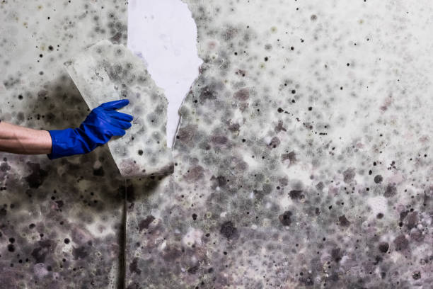 Best Water Damage Restoration  in Collinsville, VA