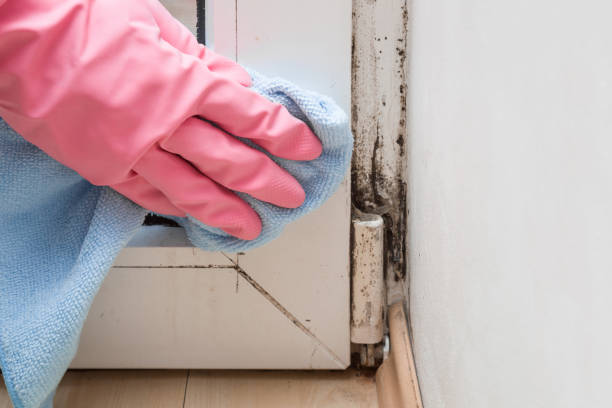 Best Emergency Mold Removal  in Collinsville, VA