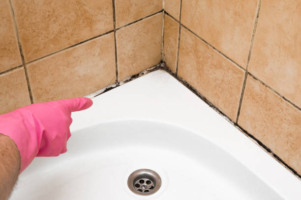 Best Affordable Mold Removal  in Collinsville, VA